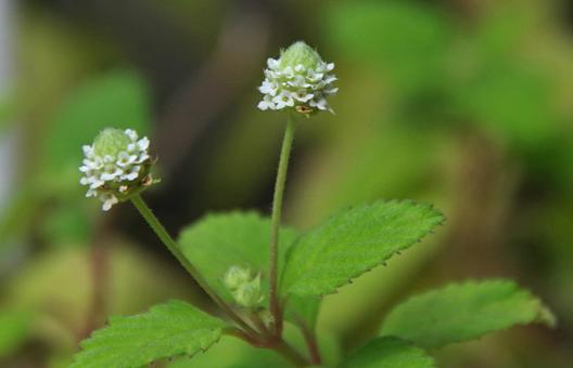 アマミコウスイボクの写真