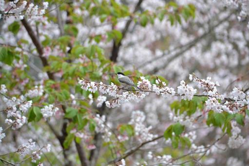 野鳥と桜 野鳥と桜の写真