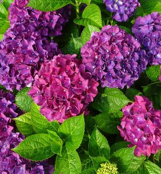 紫陽花 紫陽花の写真