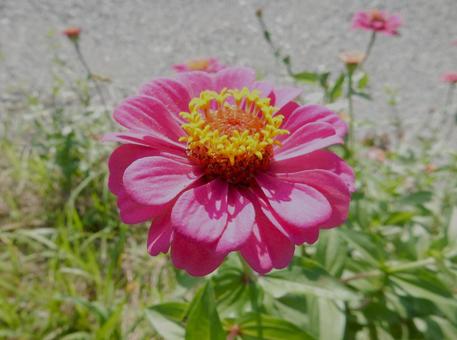 【花の写真】 ヒャクニチソウ（百日草）の写真