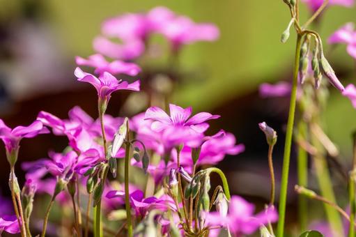 イモカタバミ⑷の写真
