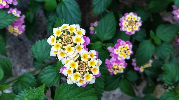 ランタナの花と葉 ランタナの花と葉の写真