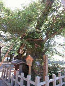 島根県-弥栄神社-大欅 島根県-弥栄神社-大欅の写真