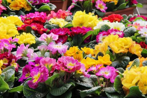 プリムラ　咲く風景 プリムラ,冬春,花色豊富の写真素材