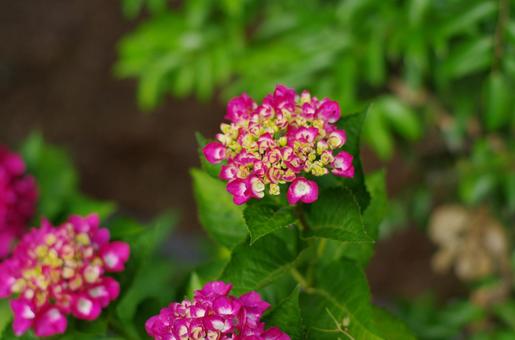 幾重にも重なる、可憐なピンクのアジサイ アジサイ,紫陽花,ピンクの写真素材