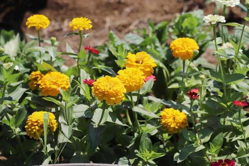 百日草の花畑 百日草の花畑 百日草,花,フラワーの写真素材