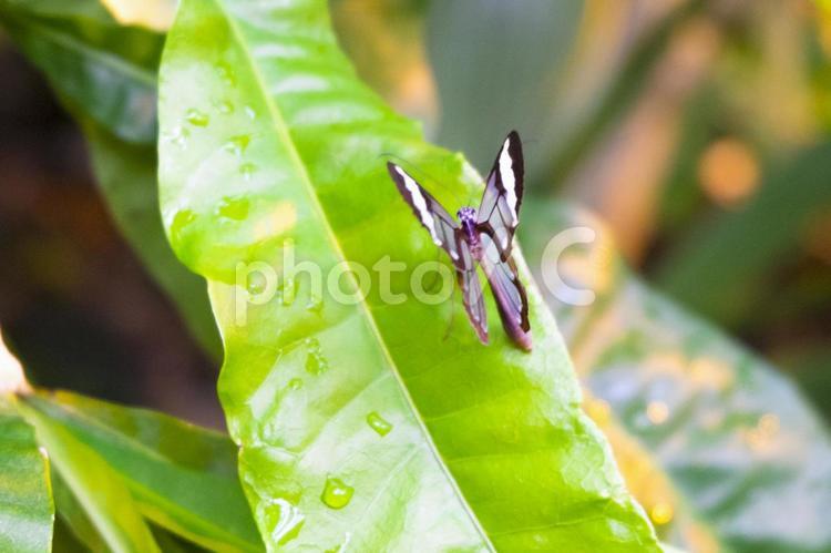 透明な羽根の蝶々 蝶々,透明な羽根,スカシマダラの写真素材