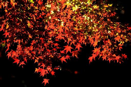黒い背景に映える紅葉-2 黒い背景に映える紅葉-2の写真