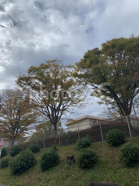 冬の木々 木,風景,何人もありませんの写真素材