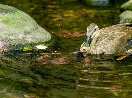 水辺のカルガモ 水辺のカルガモの写真