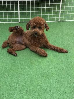 犬 リラックス トイプードル 庭 犬 リラックス トイプードル 庭の写真