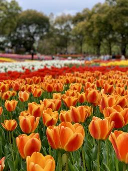 Photo, tulip, flower garden, spring, 