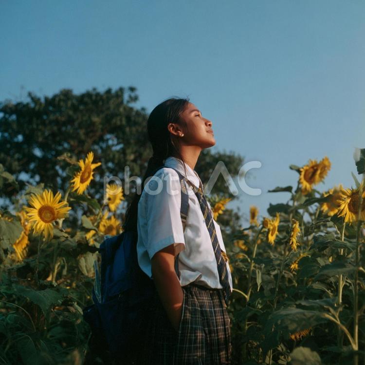青春の風景：ひまわりと制服姿の学生 女子高生,学生,制服の写真素材
