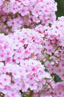 リリーパーク リリーパーク,ゆりの郷こしみず,フロックスの写真素材