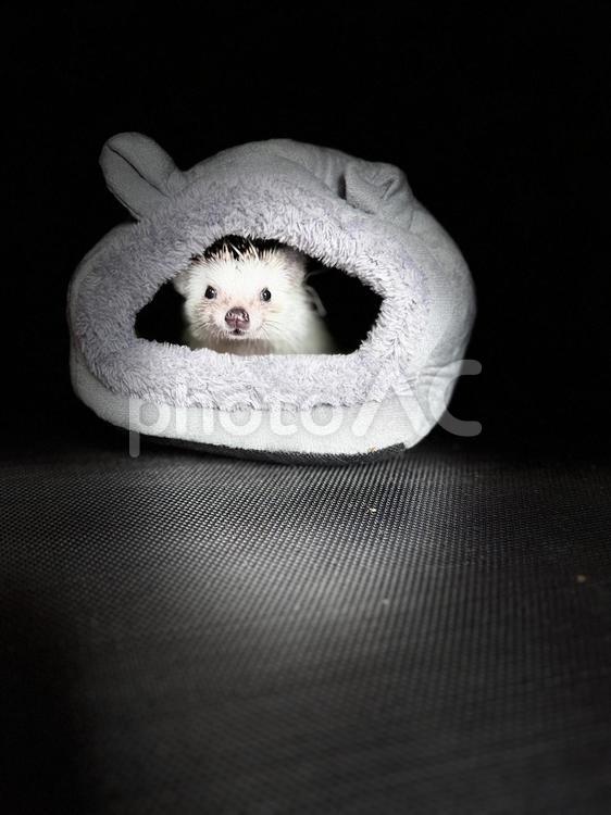 ハリネズミ ハリネズミ,はりねずみ,針鼠の写真素材