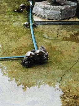 夫婦亀 亀,夫婦,横浜公園の写真素材