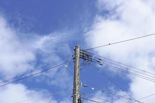 電信柱のとまるスズメの群れ03 すずめ,雀,電信柱の写真素材