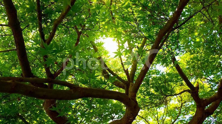 青モミジ　木漏れ日　4 木漏れ日,青モミジ,青紅葉の写真素材