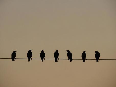 電線にとまる鳥たち 夕暮れ 電線にとまる鳥たち 夕暮れの写真