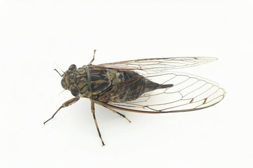 ツクツクボウシ ツクツクボウシの写真