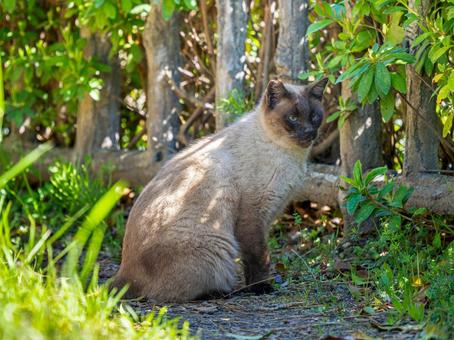 Sitting stray cat, JPG