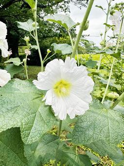 タチアオイ 花 タチアオイ 花 タチアオイの花,立葵,多年草の写真素材