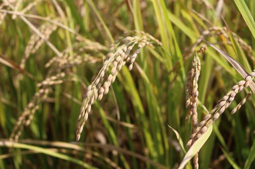 お米 お米 お米,米,新米の写真素材