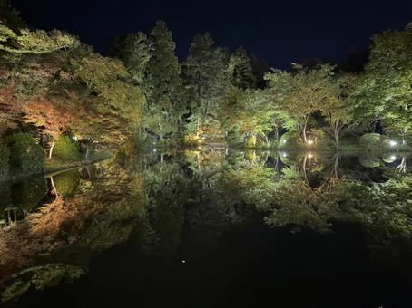 池に映える 紅葉,青紅葉,夜の写真素材