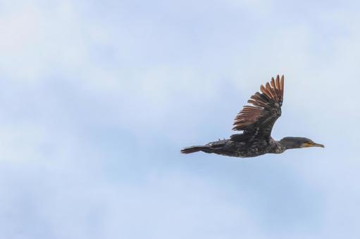 灰色の空を舞うもの 灰色の空を舞うもの 鳥,茶色,鳥類の写真素材
