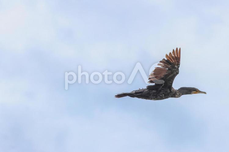灰色の空を舞うもの 鳥,茶色,鳥類の写真素材