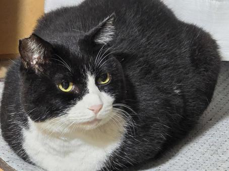 見つめる猫 猫,ネコ,地域猫の写真素材