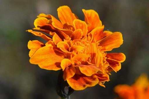 近所の庭に咲いたマリーゴールドの花の写真