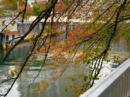 紅葉 川,木,冬の写真素材