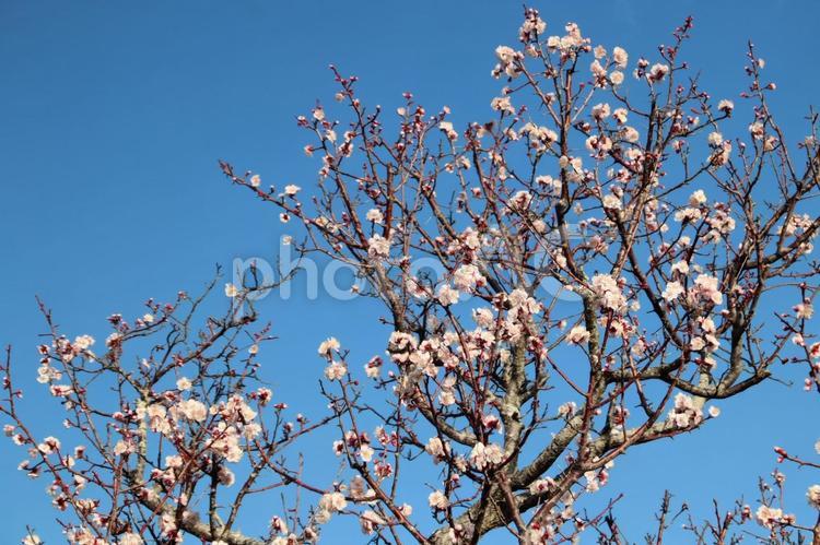 淡いピンクの梅の花 梅の花,新春,梅の写真素材