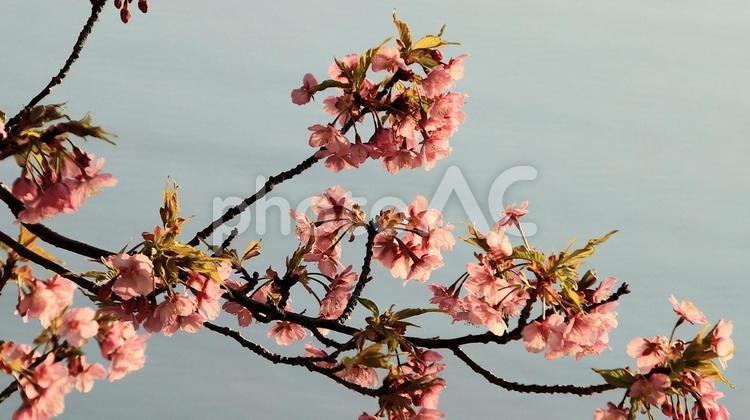 田ヶ池公園の河津桜 桜,花見,河津桜の写真素材