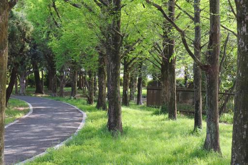 木々がきれいな遊歩道 木々がきれいな遊歩道 遊歩道,道,小道の写真素材