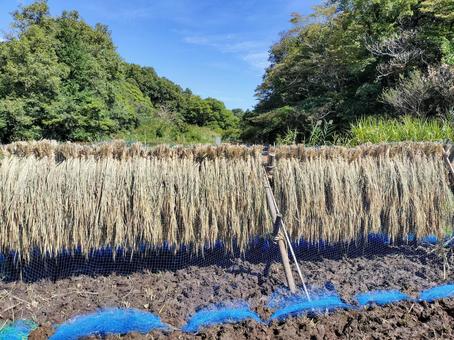 稲木掛けされて天日干ししている稲束 稲木掛けされて天日干ししている稲束 稲木掛け,はぜ掛け,はざ掛けの写真素材