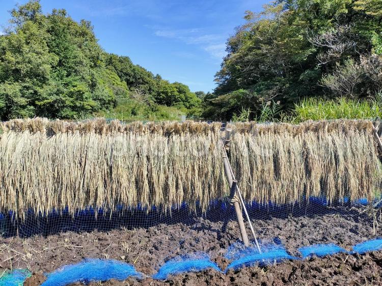 稲木掛けされて天日干ししている稲束 稲木掛け,はぜ掛け,はざ掛けの写真素材