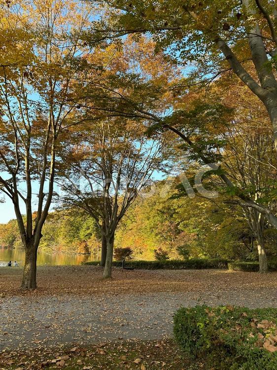 紅葉を見に公園へ散歩しにいった秋 秋,紅葉,風景の写真素材