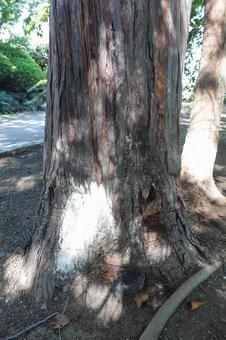 木の根っこ 木の根っこ 根,根っこ,木の写真素材