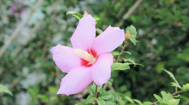 夏の花 ムクゲ 夏の花 ムクゲの写真