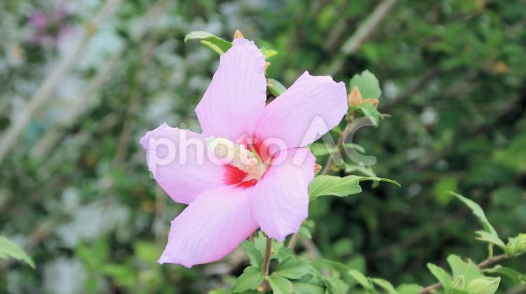 夏の花　ムクゲ ムクゲ,花,夏の写真素材