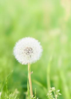 緑背景ふんわりもふもふしたタンポポの綿毛 タンポポ,綿毛,素材の写真素材