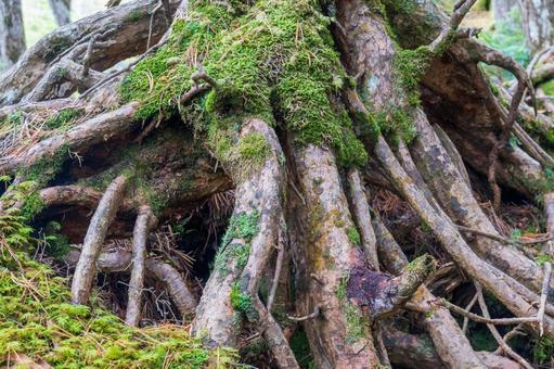 八ヶ岳白駒池 もののけの森 八ヶ岳白駒池 もののけの森 日本,長野県,南佐久郡の写真素材