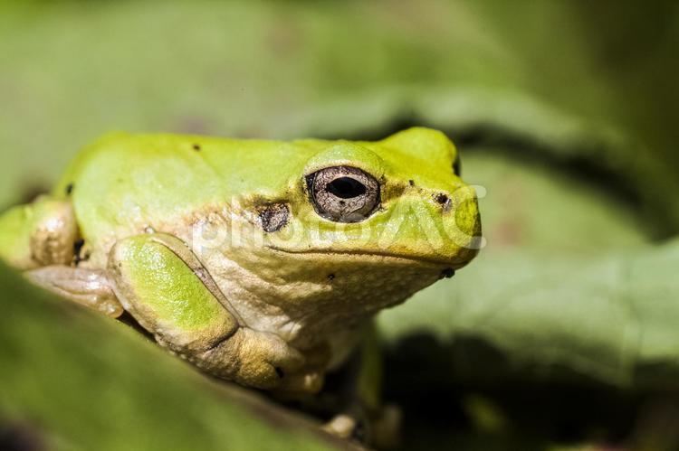 アマガエル8 アマガエル,カエル,両生類の写真素材