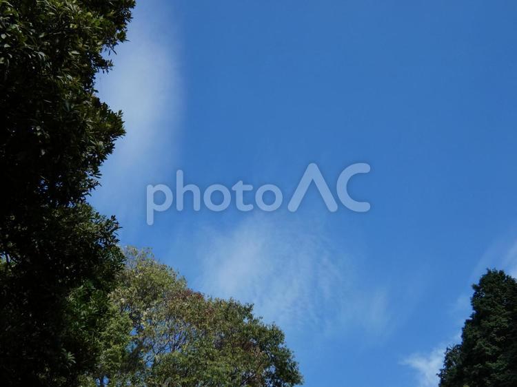 青空と雲を見上げる04 空,自然,木の写真素材