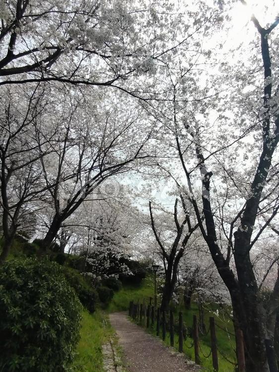 桜並木 桜並木,満開,山道の写真素材