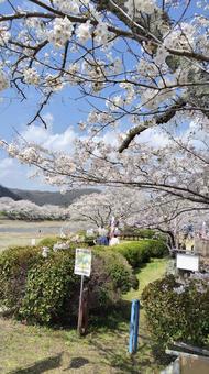 桜 桜 桜,風景,イベントの写真素材