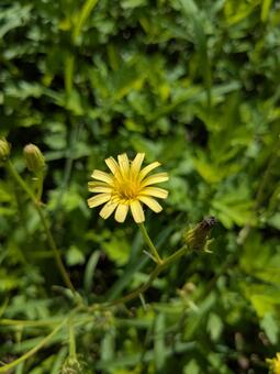 ヤクシソウ（縦） ヤクシソウ,花,可憐の写真素材