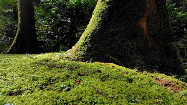 自然 自然,苔,森林の写真素材